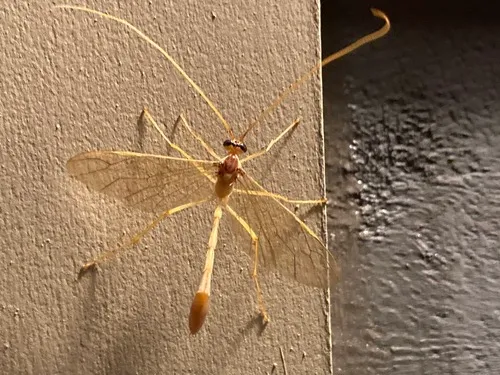 Enicospilus guatemalensis