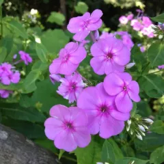 fall phlox thumbnail 2