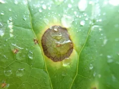 Valdensinia heterodoxa thumbnail 1