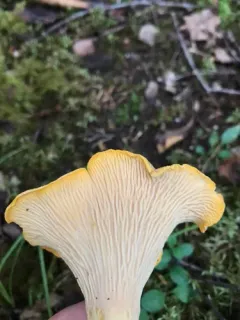Cantharellus camphoratus thumbnail 2