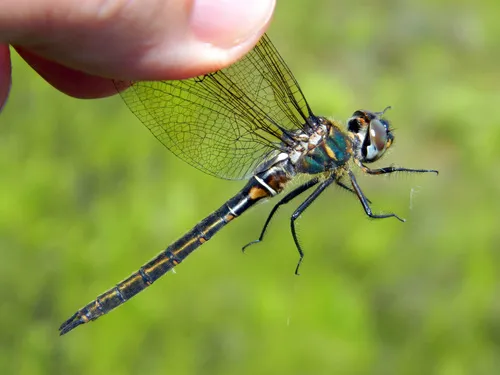 Quebec Emerald