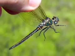 Quebec Emerald thumbnail 1