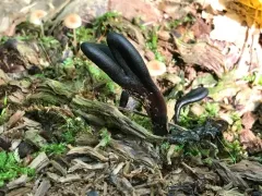 Glutinoglossum heptaseptatum thumbnail 4