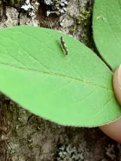 Eupteryx flavoscuta thumbnail 2