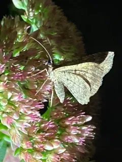 Somber Carpet Moth thumbnail 3
