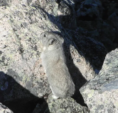 Collared Pika