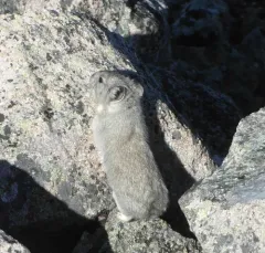 Collared Pika thumbnail 1