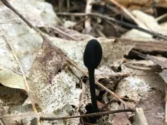 Trichoglossum velutipes thumbnail 4