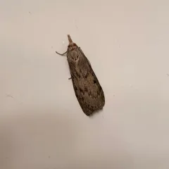 Bee Moth thumbnail 3