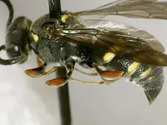 Epinysson mellipes thumbnail 1