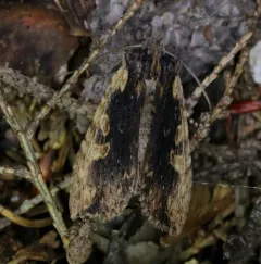 Brown Pinion thumbnail 2