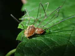 Leiobunum bracchiolum thumbnail 4