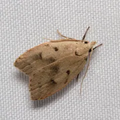 Gold-striped Leaftier Moth thumbnail 4