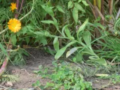 field marigold thumbnail 4