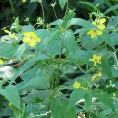 fringed loosestrife thumbnail 4