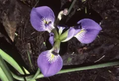 leafy blue flag thumbnail 1