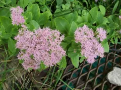 Butterfly Stonecrop thumbnail 4