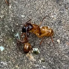 American Carpenter Ant thumbnail 3
