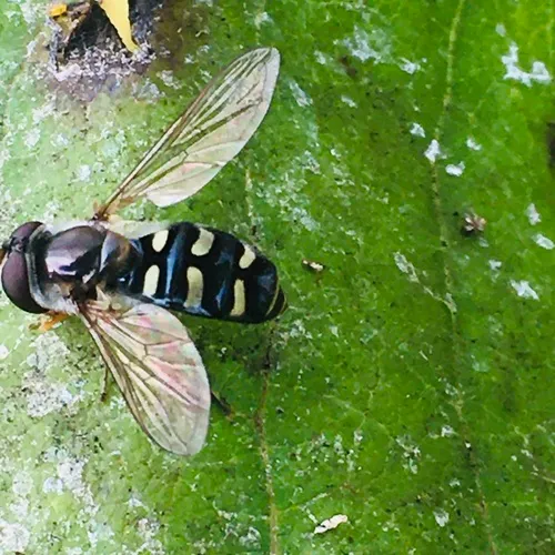 Bare-winged Aphideater