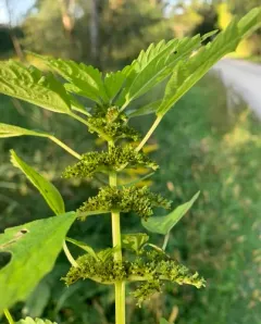 springs clearweed thumbnail 3