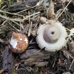 Collared Earthstar thumbnail 4