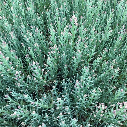 Pacific Glasswort