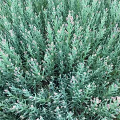 Pacific Glasswort thumbnail 1