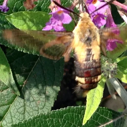 Snowberry Clearwing