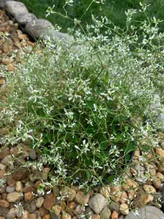 Grassleaf Spurge thumbnail 2