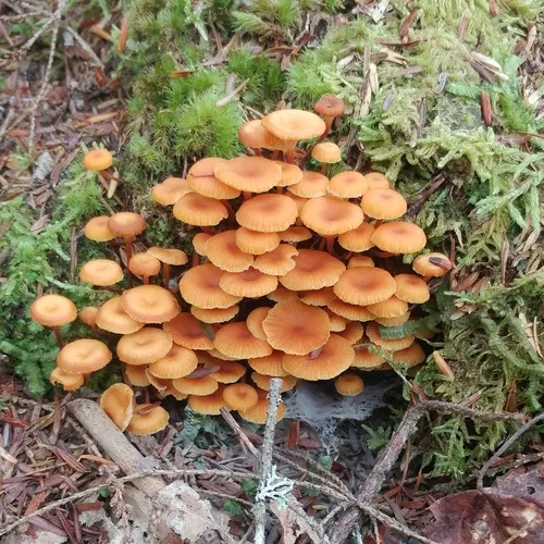 Pinewood Gingertail