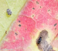 Aleurochiton forbesii thumbnail 2