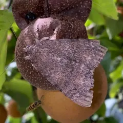 Meske's Underwing Moth thumbnail 2