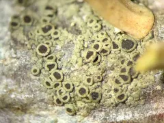Rinodina freyi thumbnail 2