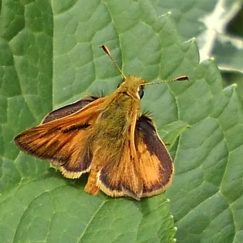 Woodland Skipper
