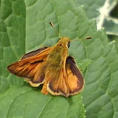 Woodland Skipper thumbnail 1