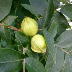 bitternut hickory thumbnail 3