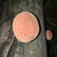 Wrinkled Peach thumbnail 4