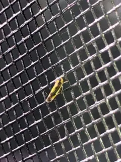 Eupteryx flavoscuta thumbnail 4