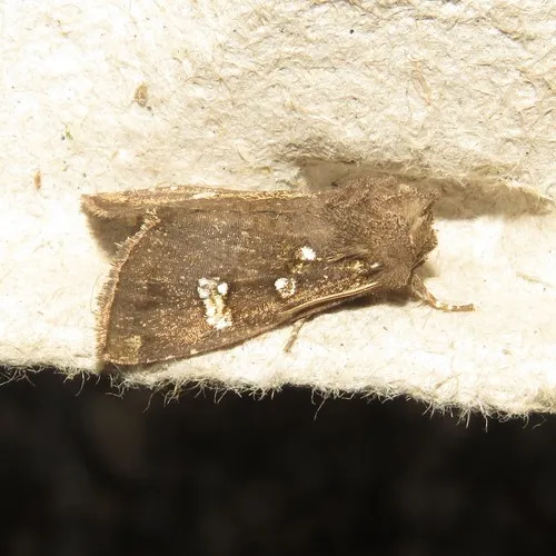 Meadow Rue Borer Moth