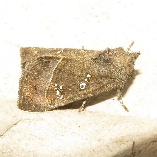 Stalk Borer Moth
