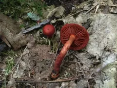 bloodred webcap thumbnail 4