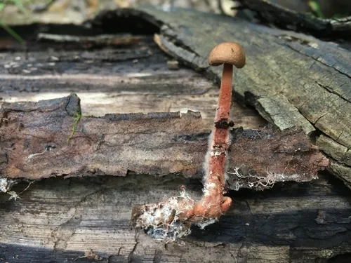 hairy-stalked collybia