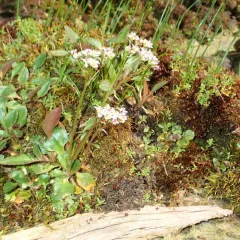 Rustyhair Saxifrage thumbnail 2
