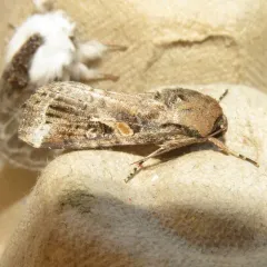 Fall Armyworm Moth thumbnail 1