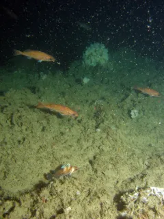 Redstripe Rockfish thumbnail 2