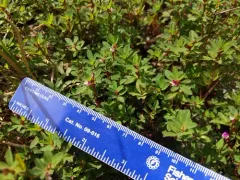 Japanese Clover thumbnail 2