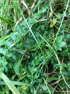 Dropwort thumbnail 3