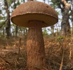 Aureoboletus projectellus thumbnail 1