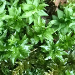 Badge Moss thumbnail 2