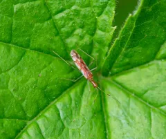 Dicyphus famelicus thumbnail 3